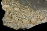 Plate Of Bones From Pregnant Ichthyosaur - With Babies Bones #144042-5